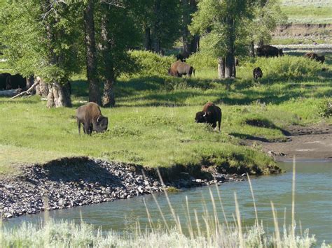 Reintroduction of wolves tied to return of tall willows in Yellowstone National Park