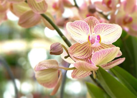 Orchids Flowers Blossoms - Free photo on Pixabay - Pixabay