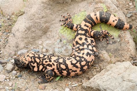 Gila Monster Lizard Stock Photos - FreeImages.com