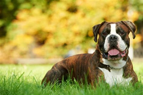 Boxer Dog Names | Popular Male and Female Names | Wag!