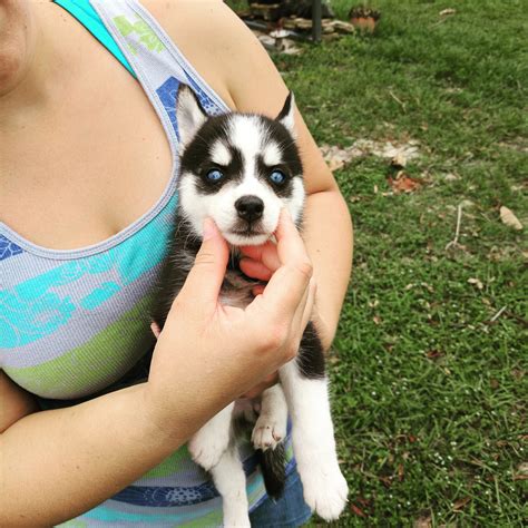 Alaskan Klee Kai Puppies For Sale | Sebring, FL #251410