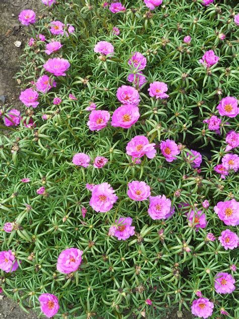 Portulaca Grandiflora Ground Cover