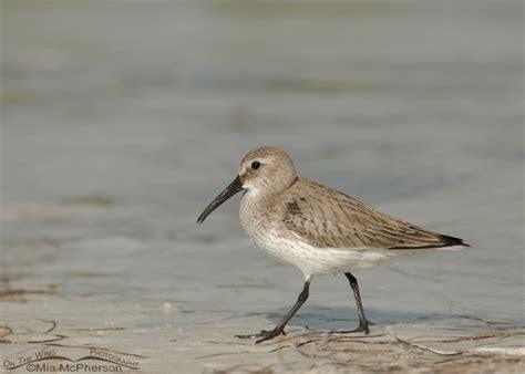 Dunlins in breeding and nonbreeding plumage – Mia McPherson's On The Wing Photography