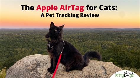 The Apple AirTag for Cats: A Pet Tracking Review - YouTube