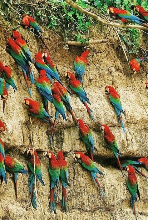 31 National Geographic Birds in the Wild ... | Beautiful bird wallpaper, Beautiful birds, Bird ...