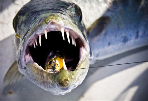 Barracuda Fishing Tips and Tactics | Outdoor Life