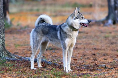 West Siberian Laika Breed Information, Characteristics & Heath Problems | DogZone.com