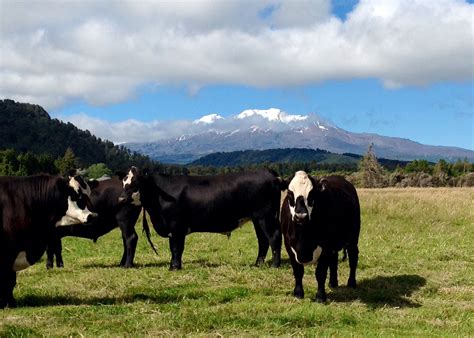 The "Black Baldy" | Livestock, Black, Animals