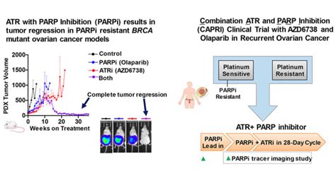 Enrolling Clinical Trials: Combination ATR and PARP Inhibitor (CAPRI) Trial With AZD6738 and ...