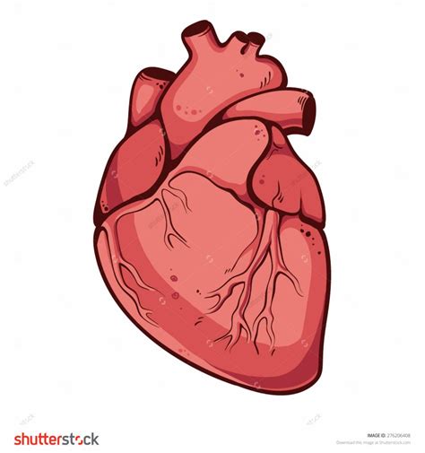 How To Draw A Real Heart Step By Step Real Heart Drawing How To Draw A ...