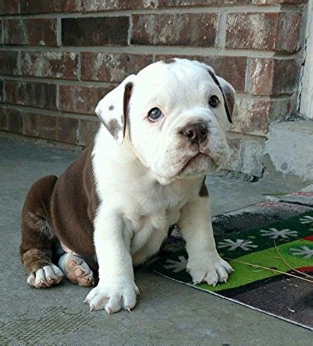 How To Train A Olde English Bulldog Puppy