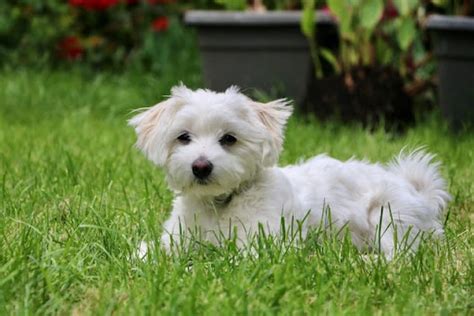 Bichon Maltais : Caractère, santé, alimentation, prix et soins