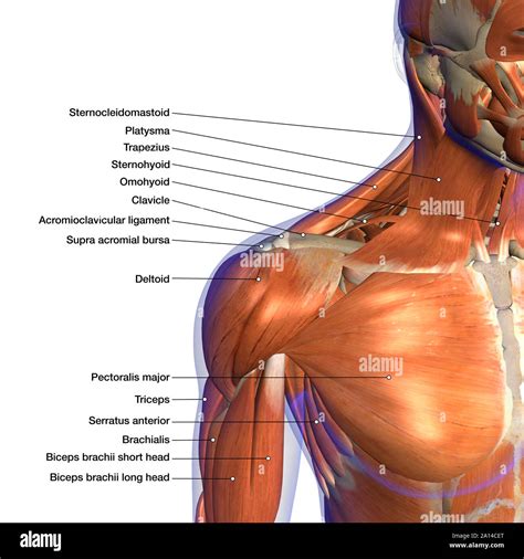 Labeled anatomy chart of neck and shoulder muscles, on white background ...