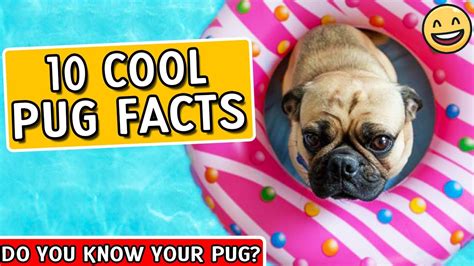 Pug Facts - Pugs 101 - Facts About Pugs - YouTube