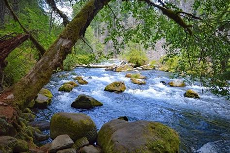 Stock Photo, Forest, River, Oregon (785455)