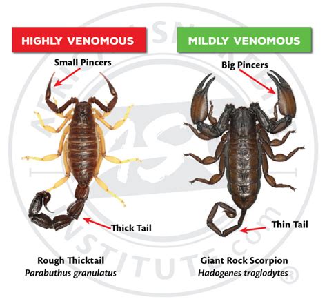 How to identify a potentially dangerous scorpion - African Snakebite Institute