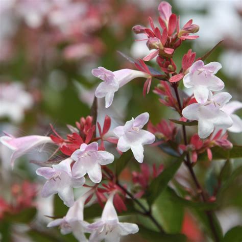 abelia - RHS | Garden shrubs, Cottage garden plants, Plants