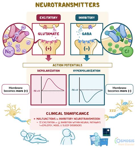 Inhibitory Neurotransmitters: What They Are, Their Function, Clinical Significance, and More