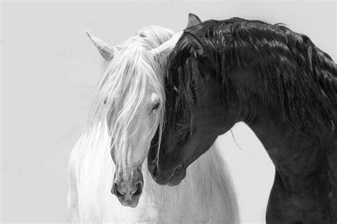 At / Horse | Black and white, Black and white art drawing, Black and white photo wall