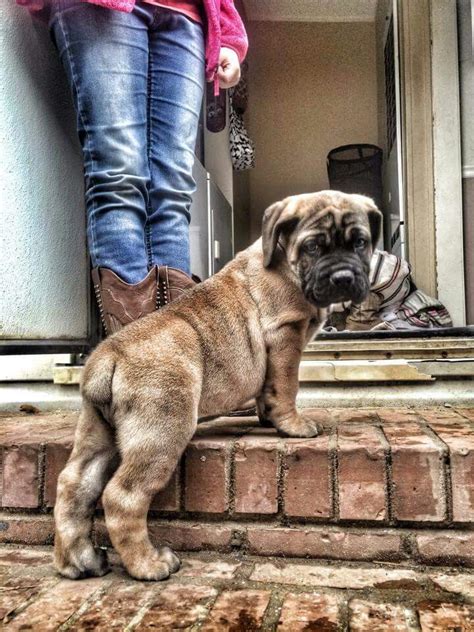 1000+ images about Strong #Boerboel on Pinterest | Puppys, Dog breeds and South african boerboel