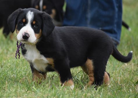 Greater Swiss Mountain & Entlebucher Puppies For Sale in Oklahoma ...