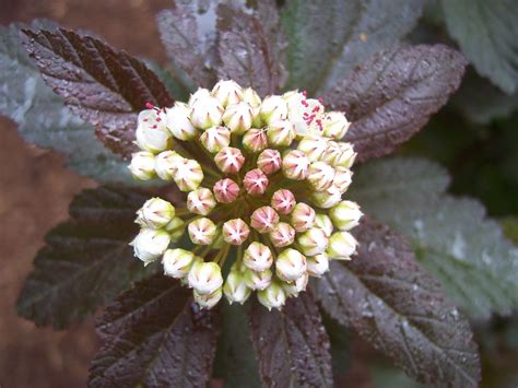 Physocarpus opulifolius 'Diablo' | Ninebark | claytonsnatives | Flickr