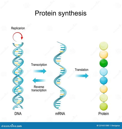 DNA Replication, RNA, MRNA, Protein Synthesis, Transcription and ...