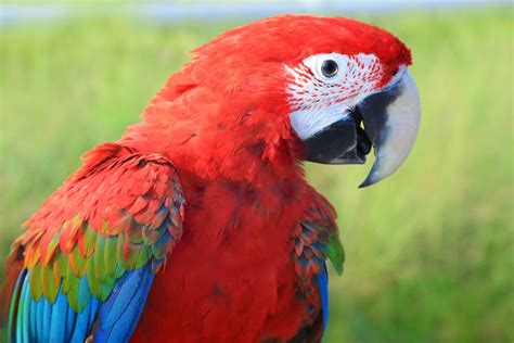 Red and Blue Macaw | Parrots | Breed Information | Omlet