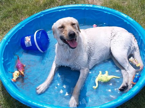 Buying a dog swimming pool - TIPS