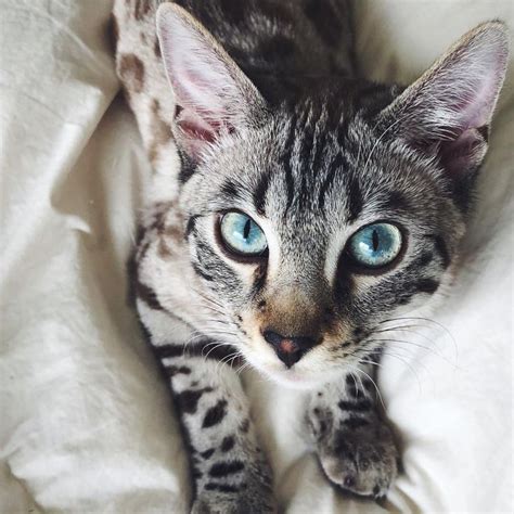 8 Pictures of Spotted Bengal Cats and Kittens | Bengal kitten, Bengal ...