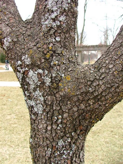 Red Flowering Dogwood bark | Flickr - Photo Sharing!