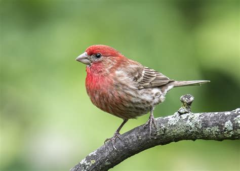 The Grumpy Gardener's Guide to Backyard Birds | Birds of georgia ...