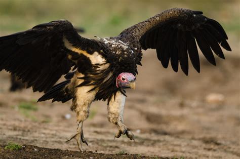 Vulture Adaptations - Birds - South Africa