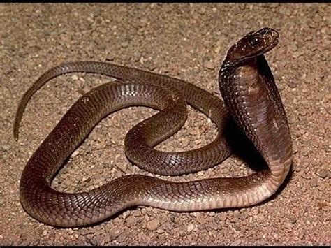 Philippine cobra - Alchetron, The Free Social Encyclopedia