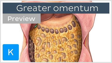 Overview of the Greater Omentum (preview) - Human Anatomy | Kenhub ...