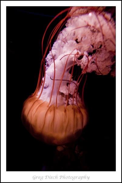 Oklahoma Aquarium – Greg Disch Photography