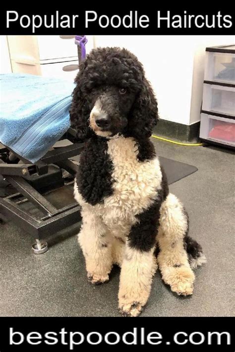 How to Groom a Poodle | Poodle grooming, Standard poodle grooming ...