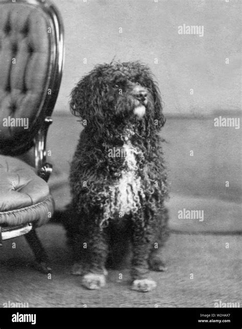 Extinct breed Black and White Stock Photos & Images - Alamy