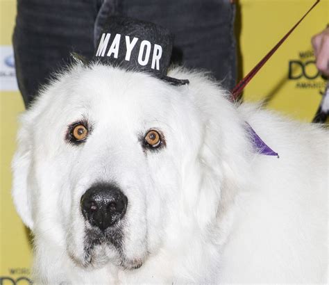 Dog Elected Mayor Of Cormorant, Minnesota -- Again | HuffPost Weird News