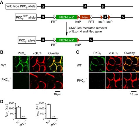 Protein Kinase C and Calmodulin Serve As Calcium Sensors for Calcium-Stimulated Endocytosis at ...