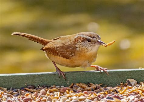 Carolina Wren - FeederWatch