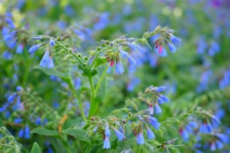 How to Grow Comfrey – So Easy!