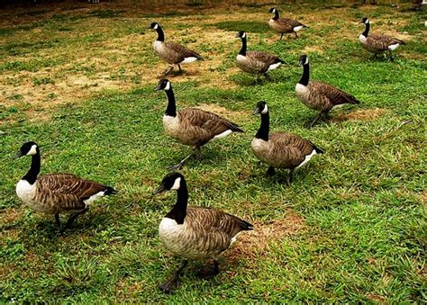 goose stepping | Canada geese, Schukyll River, nr. Art Museu… | Flickr