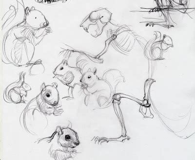 animal anatomy (squirrel) | Animal drawings, Character design, Art