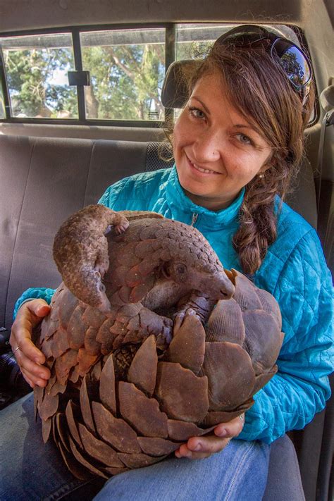 Undercover pangolin rescue ends in two-for-one surprise | poaching | Earth Touch News