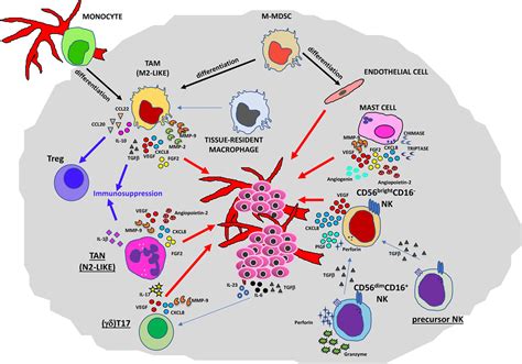 Frontiers | Contribution to Tumor Angiogenesis From Innate Immune Cells Within the Tumor ...