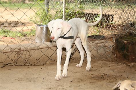 Rajapalayam Dog – Vasantham Organic