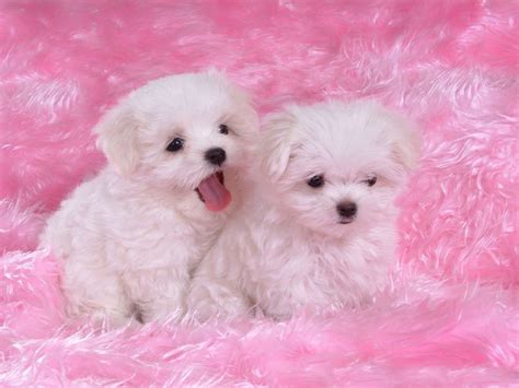 Cute-Puppy-puppies-wallpapers-03 | Bebek köpekler, Yavru köpekler ...