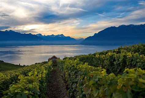 Chasselas Switzerland’s declaration of neutrality : Mondial du Chasselas