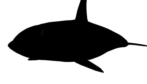 Whale Transparent PNG | PNG Mart